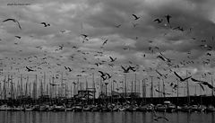 photo "seagulls"