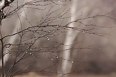 photo "***"