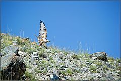 фото "Горный Алтай. Степной орел."