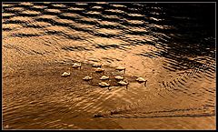 photo "Dance of the Swan golden sunset"