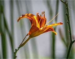 photo "***"