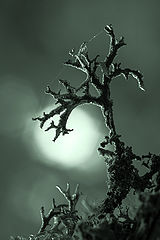 photo "***"