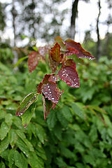 фото "After the rain"