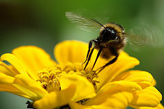photo "Flower monster"