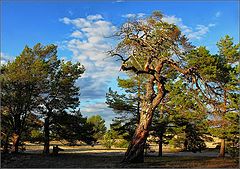 фото "Ольхонские красавицы сосны))"