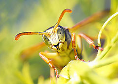 фото "портрет осы"