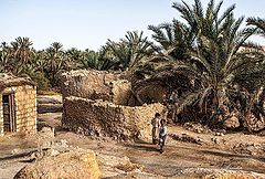 фото "THE OASIS"