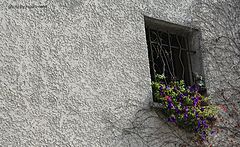 photo "the little window"