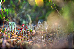 photo "***"