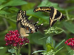 фото "Tiger Swallowtail Butterfly Courtship"