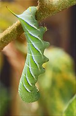 фото "Just Hangin' Around"