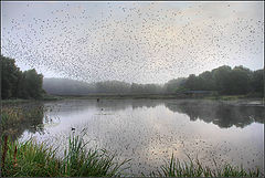 photo "birds"