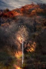 photo "***"