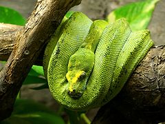 фото "Зелёный змей"
