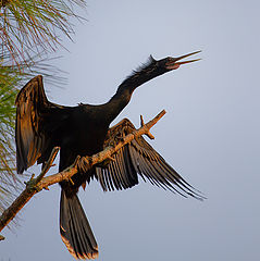 photo "Anhinga at sunset"