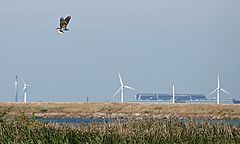 фото "Copenhagen Wildlife"