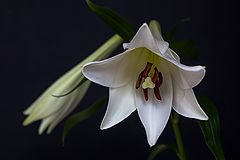 photo "***"