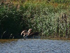 фото "The Catch"
