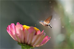 photo "***"