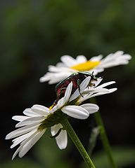 photo "***"