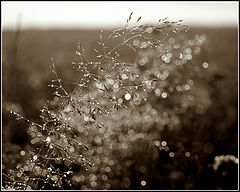 photo "***"