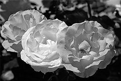 фото "Shades Of Gray"