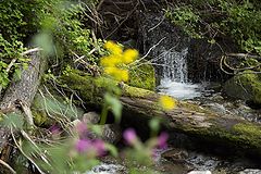 photo "Waterfall through flowers"