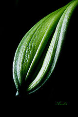 фото "Just a leaf"
