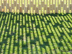 фото "Shadow"
