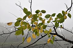 photo "***"