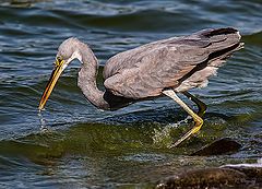 photo "The catch"