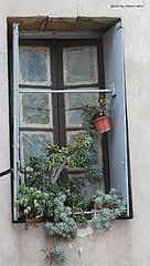 photo "window"