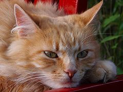 фото "Frida"