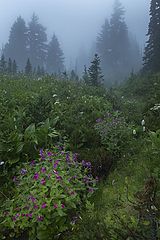 photo "Misty"