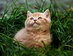 photo "котенок"
