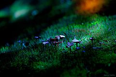 photo "***"