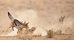 фото "The Referee"