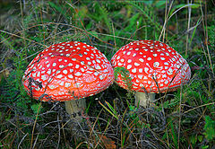 photo "Red fly agaric"