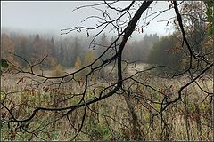 photo "rainy autumn"