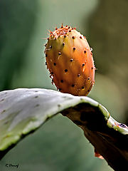 photo "Cactus"