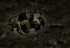 photo "Crab"