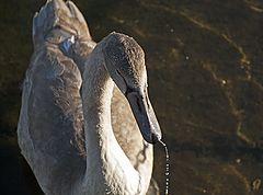 photo "Swans Water Pibe"