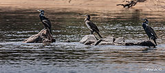 photo "The Sentinels"
