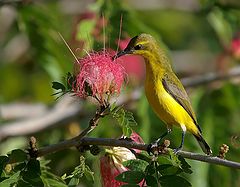 фото "Sunbird"