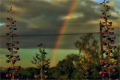 photo "***"