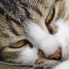 фото "Две очи котешки"