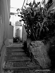 photo "the lane"