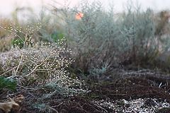 photo "***"