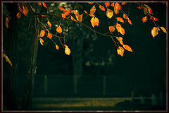 фото "***"