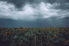 фото "Подсолнухи"